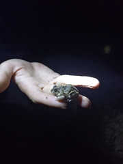 Pleurodema brachyops