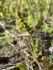 Botrychium simplex image