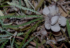 Banksia candolleana