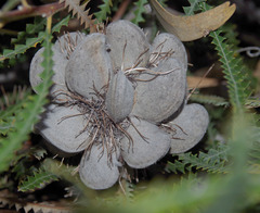 Banksia candolleana