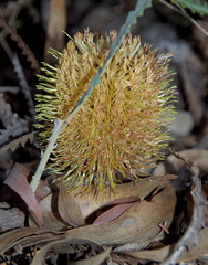 Banksia candolleana