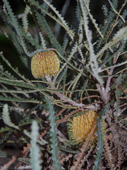 Banksia candolleana