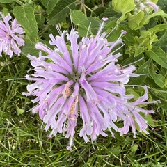 Monarda fistulosa
