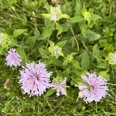 Monarda fistulosa