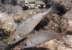 Marbled Spinefoot photo 4