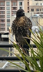 Buteo jamaicensis
