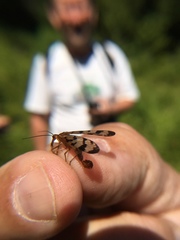 Mecoptera