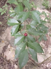Malpighia emarginata