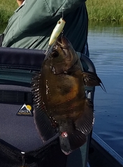 Astronotus ocellatus