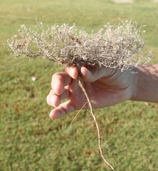 Erigeron divaricatus