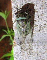 Diceroprocta marevagans