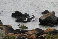 Chroicocephalus novaehollandiae novaehollandiae