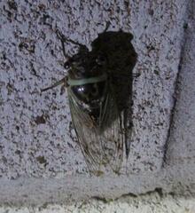 Diceroprocta marevagans