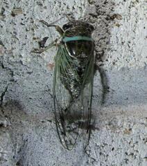 Diceroprocta marevagans