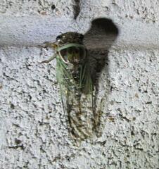 Diceroprocta marevagans