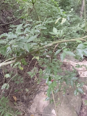 Malpighia emarginata