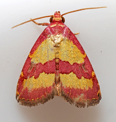 Phoenicophanta bicolor