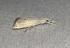 Haimbachia placidellus