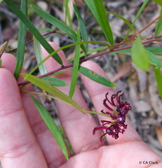 Grevillea diffusa constablei