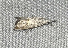 Haimbachia placidellus