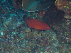 Cephalopholis sonnerati