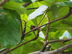 Sporophila corvina