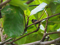 Sporophila corvina