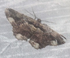 Coremecis nigrovittata