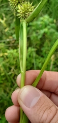 Sparganium androcladum