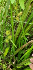 Sparganium androcladum