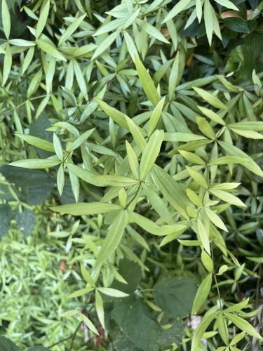 Berberis triacanthophora