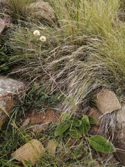 Berkheya setifera