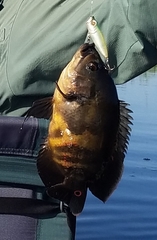 Astronotus ocellatus
