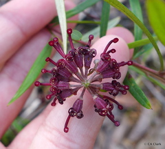 Grevillea diffusa constablei