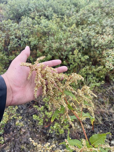 Image of Koenigia alaskana by (c) Brandon Corder, some rights reserved (CC BY)
