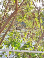 Callithrix penicillata
