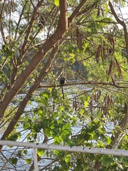 Callithrix penicillata