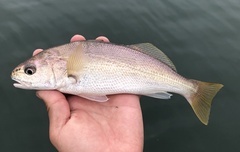 Genyonemus lineatus