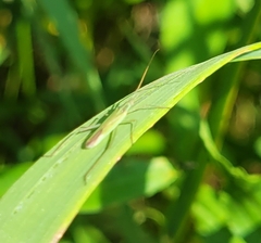 Megaloceroea recticornis