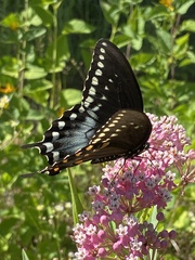 Papilio troilus