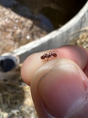 Tetramorium tortuosum