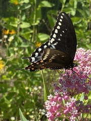 Papilio troilus