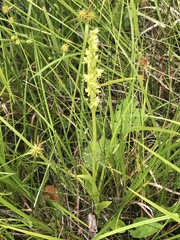 Platanthera huronensis