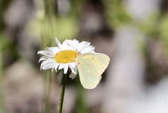 Colias alexandra