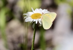 Colias alexandra