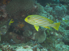 Plectorhinchus polytaenia
