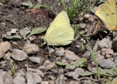 Colias alexandra