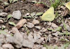Colias alexandra