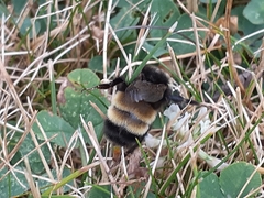 Bombus terricola image