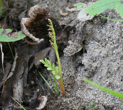 Botrychium michiganense